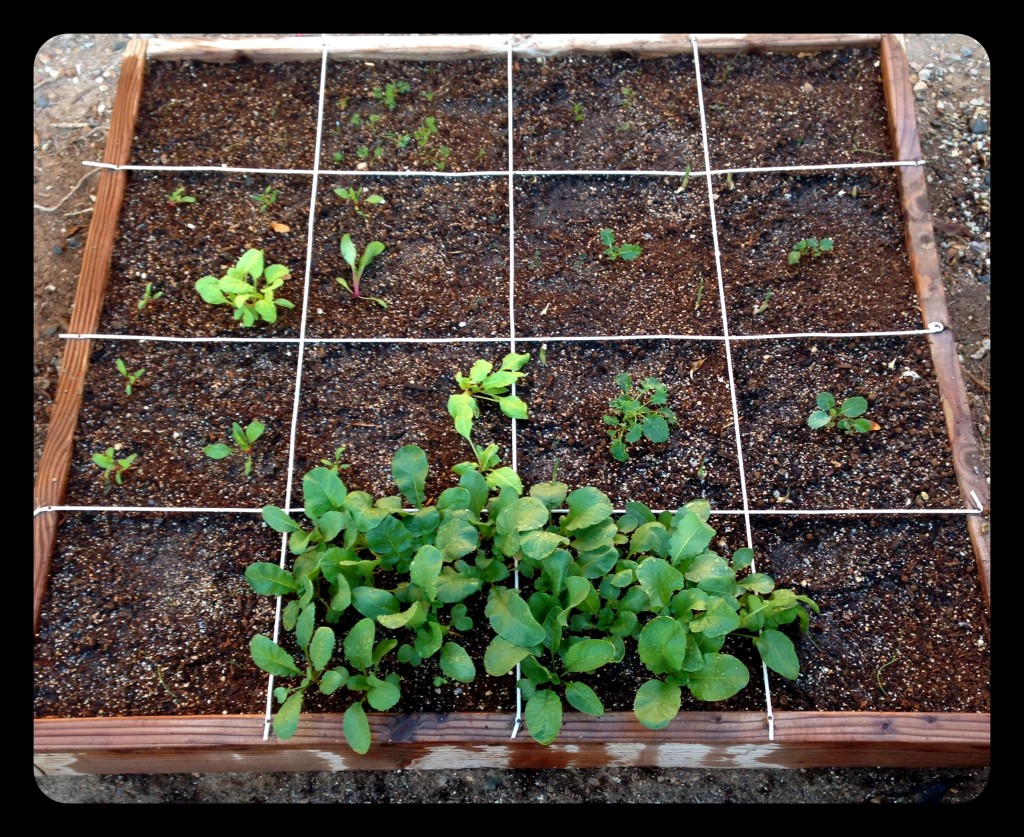 Weekend Garden Report The Imperfectly Happy Home