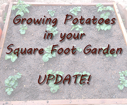 Growing Potatoes in a Square Foot Garden Part 2