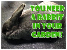 You NEED a Rabbit in Your Garden!