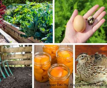 5 Steps Into Backyard Homesteading - You Can Do It!
