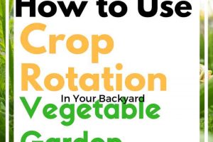 How to Use Crop Rotation in Your Backyard Vegetable Garden - healthier garden, bigger harvests!