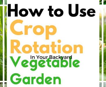 Crop Rotation & the Backyard Homestead