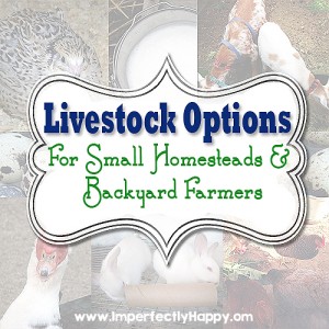 Livestock Options for Small Homesteads and Backyard Farmers.| by ImperfectlyHappy.com