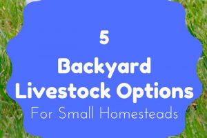 Backyard Livestock - 5 Great Options for the Small Homestead