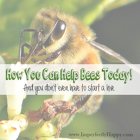 How to Help Bees Today