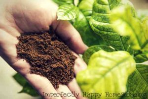 10 Ways to Recycle Coffee In The Garden and Homestead