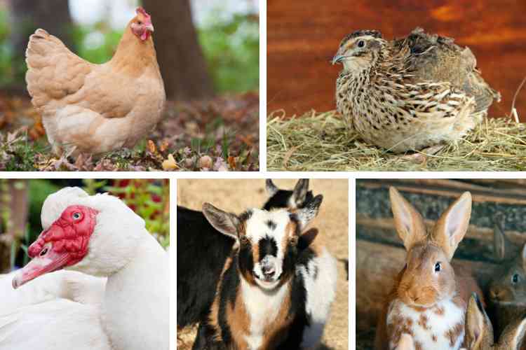Backyard Livestock - 5 Great Options for a Small Homestead