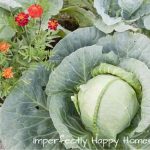 Companion Planting - The Top 10 Plants to Help Your Vegetable Garden