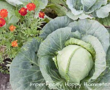 Companion Planting - The Top 10 Plants to Help Your Vegetable Garden