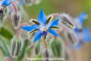 Growing Borage For Home Health and Garden