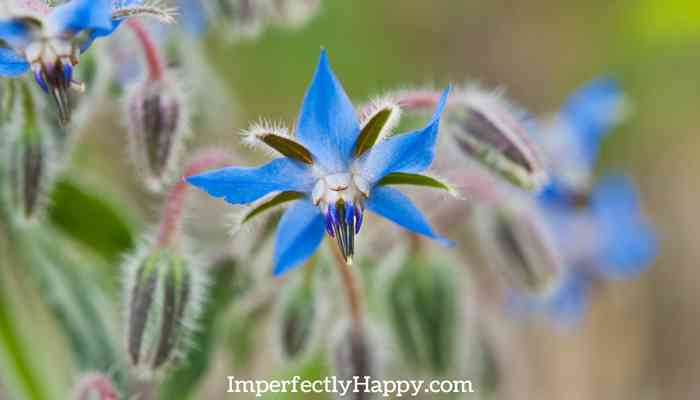 Growing Borage For Home Health and Garden