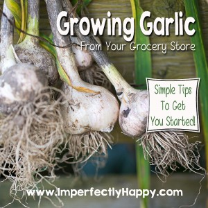Growing Grocery Store Garlic! A few simple tips and you'll have fresh garlic right outside your door. | by ImperfectlyHappy.com