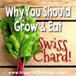 Why you should grow and eat Swiss Chard!