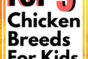 The Top 5 Chicken Breeds for Kids for Homesteads, 4H and Backyard Farms