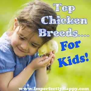 Top Chicken Breeds for Kids! | bye ImperfectlyHappy.com