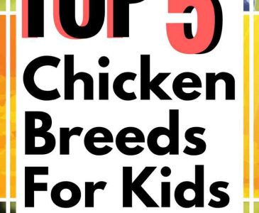 Best Chicken Breeds for Kids