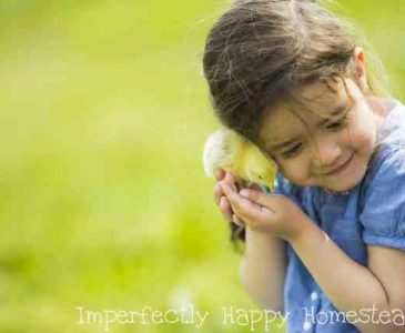 The Top 5 Chicken Breeds for Kids for Homesteads, 4H and Backyard Farms