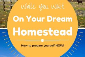What to do While You Wait on Your Dream Homestead - things you can do no matter where you live!