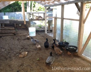 Highlighting Homesteaders - Jessica of The 104 Homestead. This weekly series introducesd you to homesteaders, backyard farmers, urban farmers and homesteaders with acres. Join me every Friday| ImperfectlyHappy.com