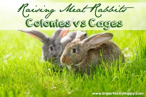 Raising Meat Rabbits in Colonies vs Cages. All the pros and cons. |ImperfectlyHappy.com