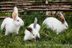Raising Rabbits in Colonies vs Cages. The Pros and Cons of both.