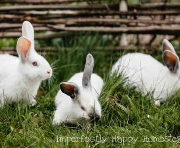 Rabbits in Colonies or Cages