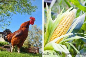 The Truth About Backyard Homesteaders & Farmers