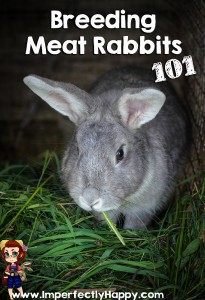 Breeding Meat Rabbits 101| ImperfectlyHappy.com