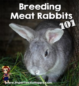 Breeding Meat Rabbits 101| ImperfectlyHappy.com