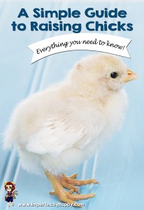 A Simple Guide to Raising Chicks - Everything you need to know. | ImperfectlyHappy.com