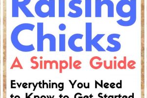 A Simple Guide to Raising Chicks - Everything you need to know.