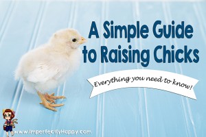 A Simple Guide to Raising Chicks - Everything you need to know. | ImperfectlyHappy.com