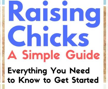A Simple Guide to Raising Chicks