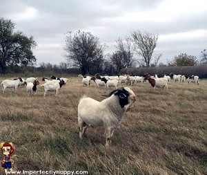 The Benefits of Raising Meat Goats | ImperfectlyHappy.com