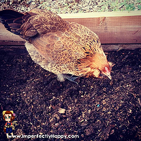 Backyard Chickens - The Good, The Bad & The Ugly. What you need to know BEFORE you get yours! |ImperfectlyHappy.com