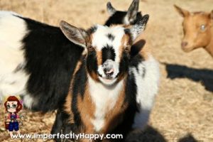 Best Diary Goat for Beginners