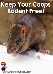 Tips for a Rodent Free Coop - keeping your flock healthy and safe.|by ImperfectlyHappy.com