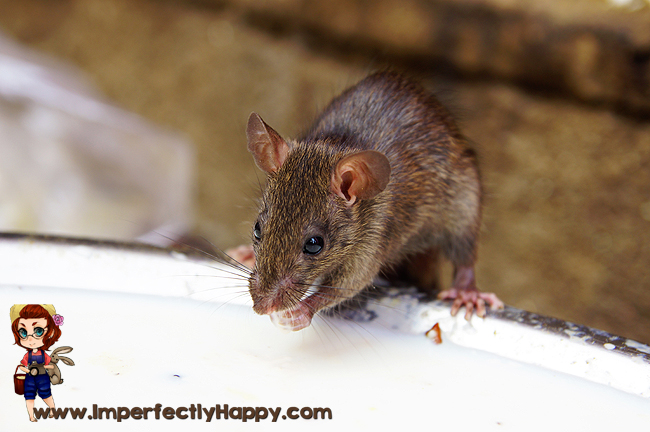 Tips for a Rodent Free Coop
