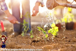 How to conserve water in your garden and still have an amazing harvest! |ImperfectlyHappy.com