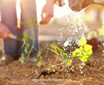 Conserve Water in Your Garden