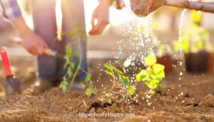 Conserve Water in Your Garden