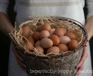 Selling Eggs from Your Backyard Homestead or Hobby Farm