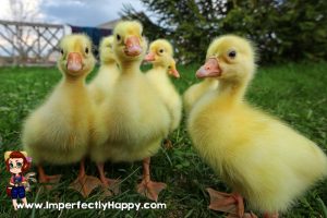 How to Start with Ducklings - a great addition to a homestead | ImperfectlyHappy.com