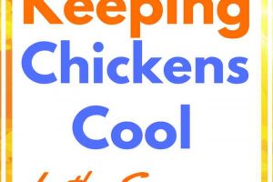 Keeping Chickens Cool in the Summer. Keep your flock cool and comfortable in the rising summer temperatures with these easy tips.