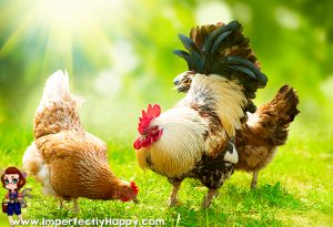 Keeping Chickens Cool in the Summer. Keep your flock cool and comfortable in the rising summer temperatures with these easy tips. | ImperfectlyHappy.com
