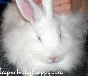 Raising Fiber Rabbits 101 | ImperfectlyHappy.com