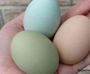 Hens That Lay Colored Eggs