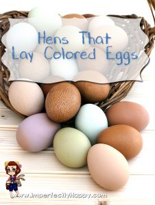 Hens that lay colored eggs. | ImperfectlyHappy.com