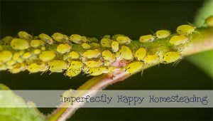 Naturally Controlling Aphids in your organic garden.