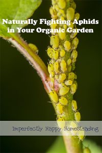Naturally Controlling Aphids in your organic garden. |ImperfectlyHappy.com
